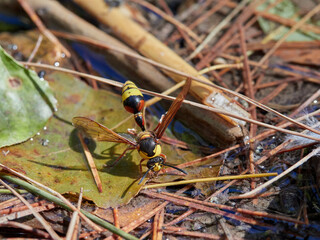 Great Potter Wasp. Delta unguiculatum.