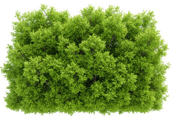Fototapeta premium Green bush isolated on transparent background