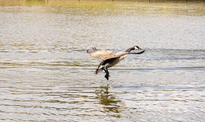 Active Geese in flight over the lake landing in the water while others eat bread from the ground