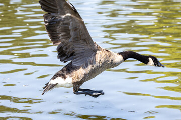 Active Geese in flight over the lake landing in the water while others eat bread from the ground
