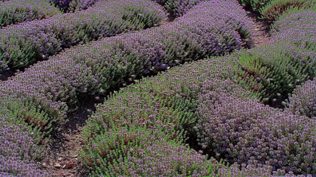 Field of flowering thyme plants with purple blossoms in rows