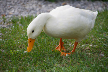 White domestic duck walking on green grass, closeup shot symbolizing farming, rural lifestyle,...