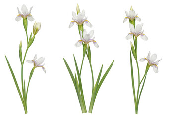 Fototapeta premium Three delicate white and pink irises with green stems and leaves, isolated on a transparent background