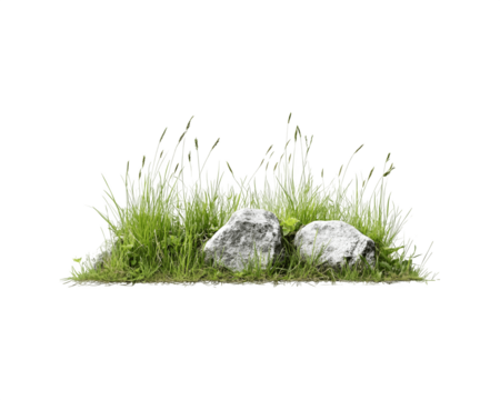 Grassy meadow with scattered rocks