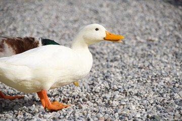 Two domestic ducks, one white and one mallard, standing on gravel surface, closeup view symbolizing rural lifestyle, biodiversity, and traditional farming practices.