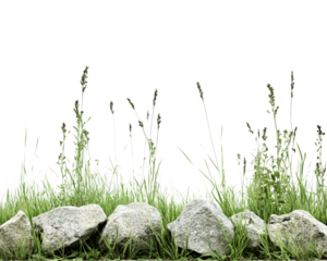 Grassy meadow with scattered rocks