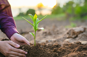 person is planting  small green plant in the dirt