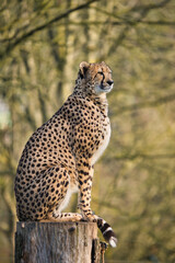 Gepard auf Baumstamm seitlich