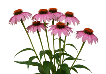 Purple coneflower echinacea purpurea blooming with delicate petals and a prominent center, isolated on transparent background