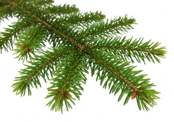 A closeup of a green fir tree branch with sharp needles, isolated on a transparent background, showcasing the natural texture and detail of the evergreen foliage
