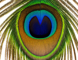 Obraz premium peacock feather detail