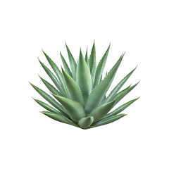 Fototapeta premium A succulent plant with thick, pointed green leaves arranged in a rosette shape