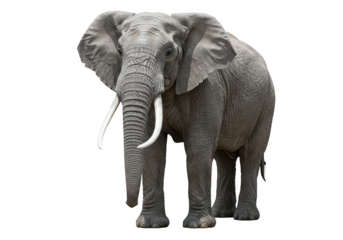 A large grey elephant with a long trunk and tusks, standing isolated on a transparent background, representing african wildlife and nature