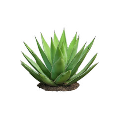 Fototapeta premium A succulent plant with thick, pointed green leaves arranged in a rosette shape