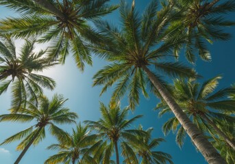 Exotic palms tower gracefully under summer sky