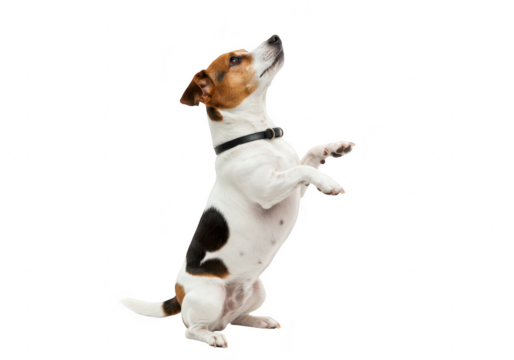 Jack russell terrier dog standing on hind legs, isolated on transparent background