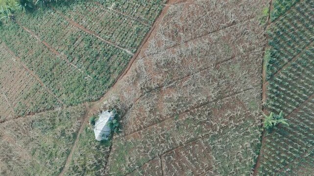 Aerial View of Agricultural Land with Growing Crops