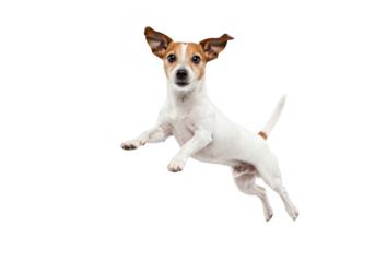 A jack russell terrier dog jumping in the air, isolated on transparent background