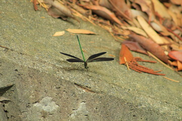 トンボ © 優毅 鴉