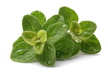 Fototapeta premium Fresh oregano leaves, wet with water droplets