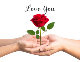  Romantic Hands Offering Red Rose with Love You Script, Transparent PNG