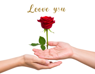 Romantic Hands Offering Red Rose with Love You Script, Transparent PNG