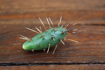 kaktus opuncja opuntia fragilis 