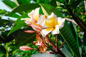 White Plumeria flowers with sun light beautiful,flower blooming in the morning.