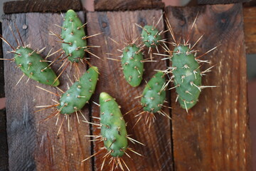 kaktus opuncja opuntia fragilis 