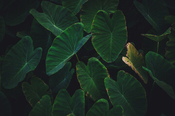 Tropical leaves texture,Abstract nature leaf green texture background.vintage dark tone,picture can used wallpaper desktop.