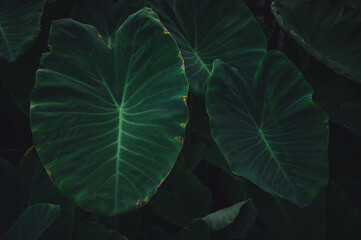 Tropical leaves texture,Abstract nature leaf green texture background.vintage dark tone,picture can used wallpaper desktop.