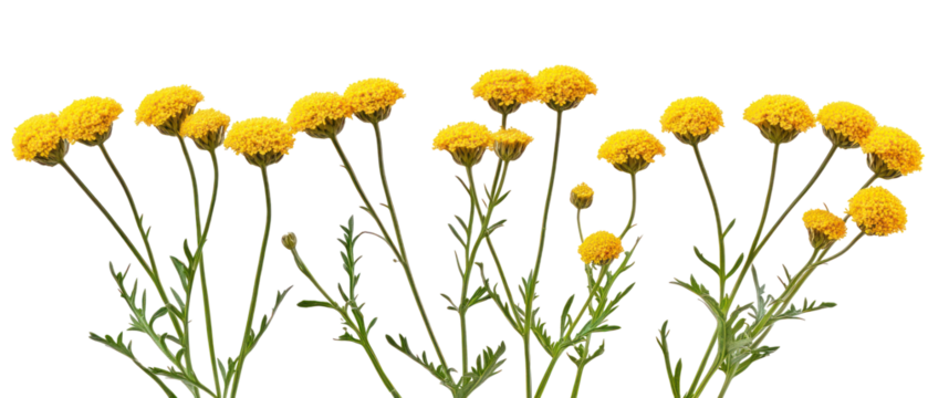 Yellow Flowering Plants Against Transparent Background with Green Stems and Detailed Petals Displaying Bright Sunlight