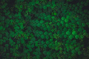 Tropical leaves texture,Abstract nature leaf green texture background.vintage dark tone,picture can used wallpaper desktop.