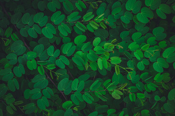 Tropical leaves texture,Abstract nature leaf green texture background.vintage dark tone,picture can used wallpaper desktop.