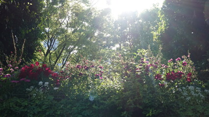 美しい空と花畑