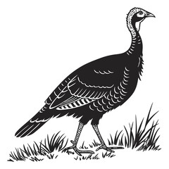 peacock isolated on white background