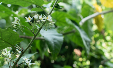 Close-up of small star-shaped white flowers with yellow centers blooming on a leafy green vine, set against a softly blurred natural background.
