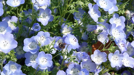 美しいネモフィラの花と蜂
