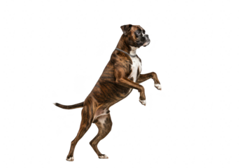 A brindle boxer dog standing on its hind legs, isolated on transparent background