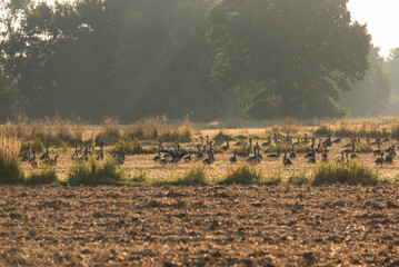Dzikie gęsi na polu w piękny letni poranek.  © Elżbieta Kaps