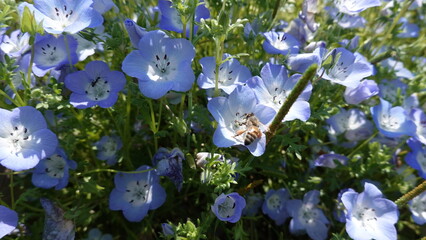 美しいネモフィラの花と蜂