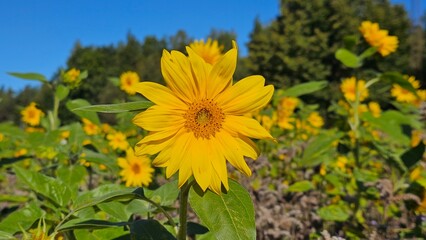 Sweden. The common sunflower (Helianthus annuus) is a species of large annual forb of the genus...