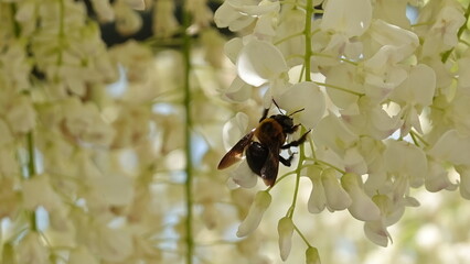 藤の花と蜂