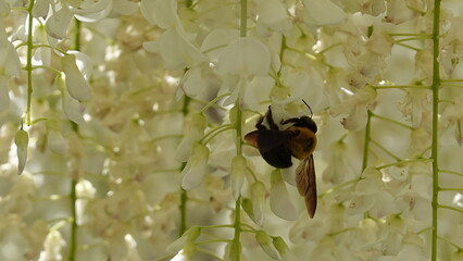 藤の花と蜂