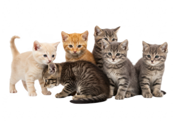 A group of adorable, fluffy kittens of various colors and patterns, posing together on a transparent background