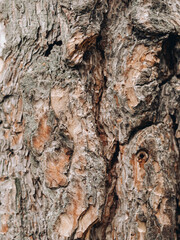 Close-up of tree bark texture background showcasing natural wood patterns and rough grainy surface, ideal for eco-friendly projects and nature-themed designs. Organic material and carbon neutrality.