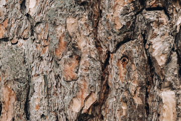 Close-up of tree bark texture background showcasing natural wood patterns and rough grainy surface, ideal for eco-friendly projects and nature-themed designs. Organic material and carbon neutrality.