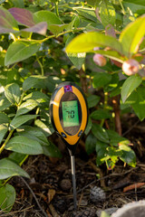 Measuring the acidity of the soil under the blueberry bushes. Growing blueberries in the garden....