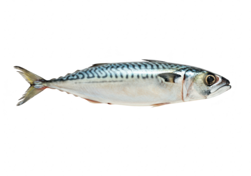 Fresh mackerel fish seafood isolated on transparent background - Powered by Adobe