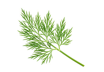 A single sprig of fresh green dill herb with delicate feathery leaves, isolated on transparent background